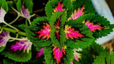 10 Tanaman Tropis Daun Unik: Warna Spektakuler, Bikin Takjub!