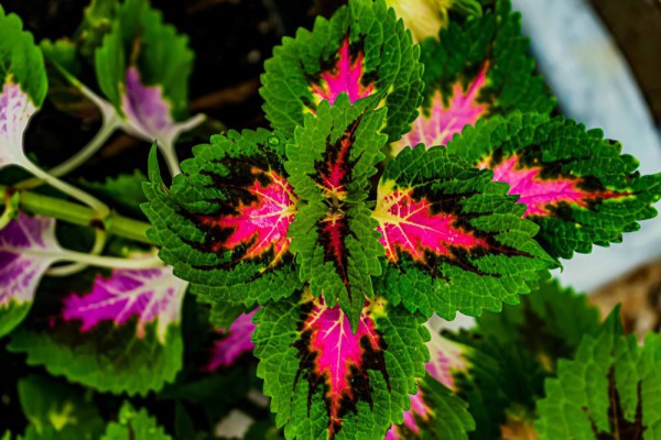 10 Tanaman Tropis Daun Unik: Warna Spektakuler, Bikin Takjub!