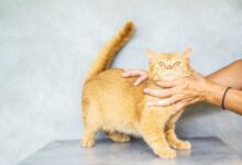 9 Nama Kucing Unik Terinspirasi Minuman Manis Menggemaskan