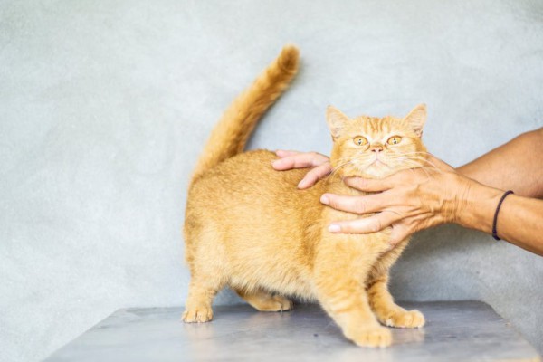 9 Nama Kucing Unik Terinspirasi Minuman Manis Menggemaskan