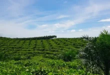 PTPN III & BPS: Kolaborasi Data Statistik Perkebunan Terkini