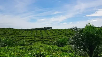 PTPN III & BPS: Kolaborasi Data Statistik Perkebunan Terkini