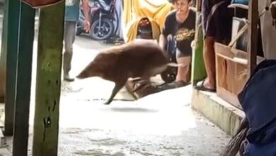 Babi Hutan Pejaten Lepas Lagi? Warga Resah, Ancaman Berulang
