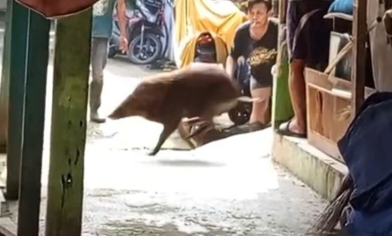 Babi Hutan Pejaten Lepas Lagi? Warga Resah, Ancaman Berulang