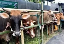 Dampak Psikologis Anak Saksikan Penyembelihan Hewan Kurban