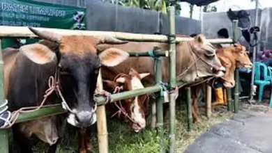 Dampak Psikologis Anak Saksikan Penyembelihan Hewan Kurban