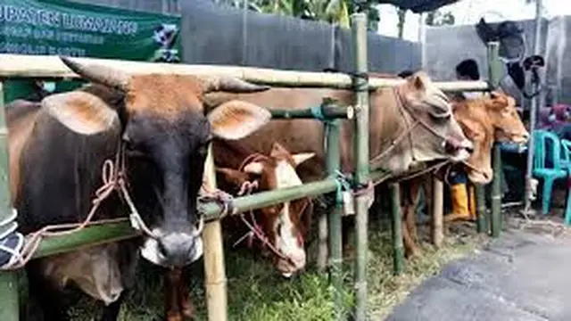 Dampak Psikologis Anak Saksikan Penyembelihan Hewan Kurban