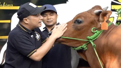 Idul Adha 2025: 5 Artis Kurban Sapi Raksasa, No 3 Mengejutkan!
