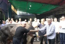 Pegadaian Berbagi Kebaikan: 700+ Hewan Kurban Idul Adha