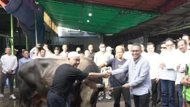 Pegadaian Berbagi Kebaikan: 700+ Hewan Kurban Idul Adha