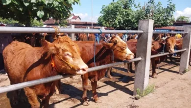 Pilih Sapi Kurban Sehat? Hindari Gelonggongan, Ikuti 5 Tips Ini