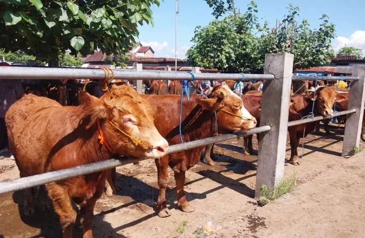 Pilih Sapi Kurban Sehat? Hindari Gelonggongan, Ikuti 5 Tips Ini