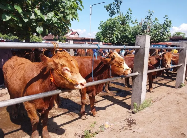 Pilih Sapi Kurban Sehat? Hindari Gelonggongan, Ikuti 5 Tips Ini