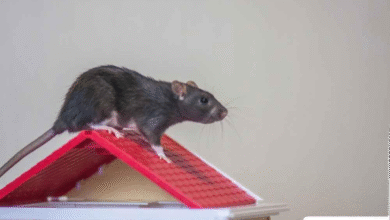 Usir Tikus Plafon Rumah: 5 Cara Ampuh & Aman