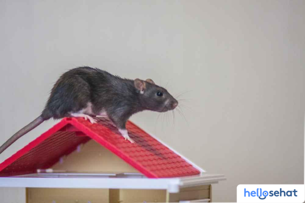 Usir Tikus Plafon Rumah: 5 Cara Ampuh & Aman