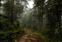 Rahasia Hutan Muda: Penyerap Karbon Supercepat, Kenapa Terabaikan?