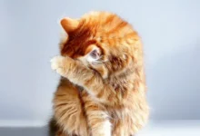 Redam Alergi Kucing? Rahasia Telur Ayam Terungkap!